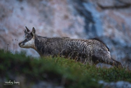 Oct 29, 2025 &bull; Chartreuse - Lever de soleil à la Dent de Crolles