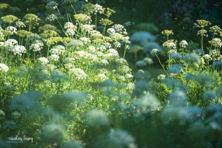 Jun 28, 2025 &bull; Vercors - Autour de Pas Ernadan